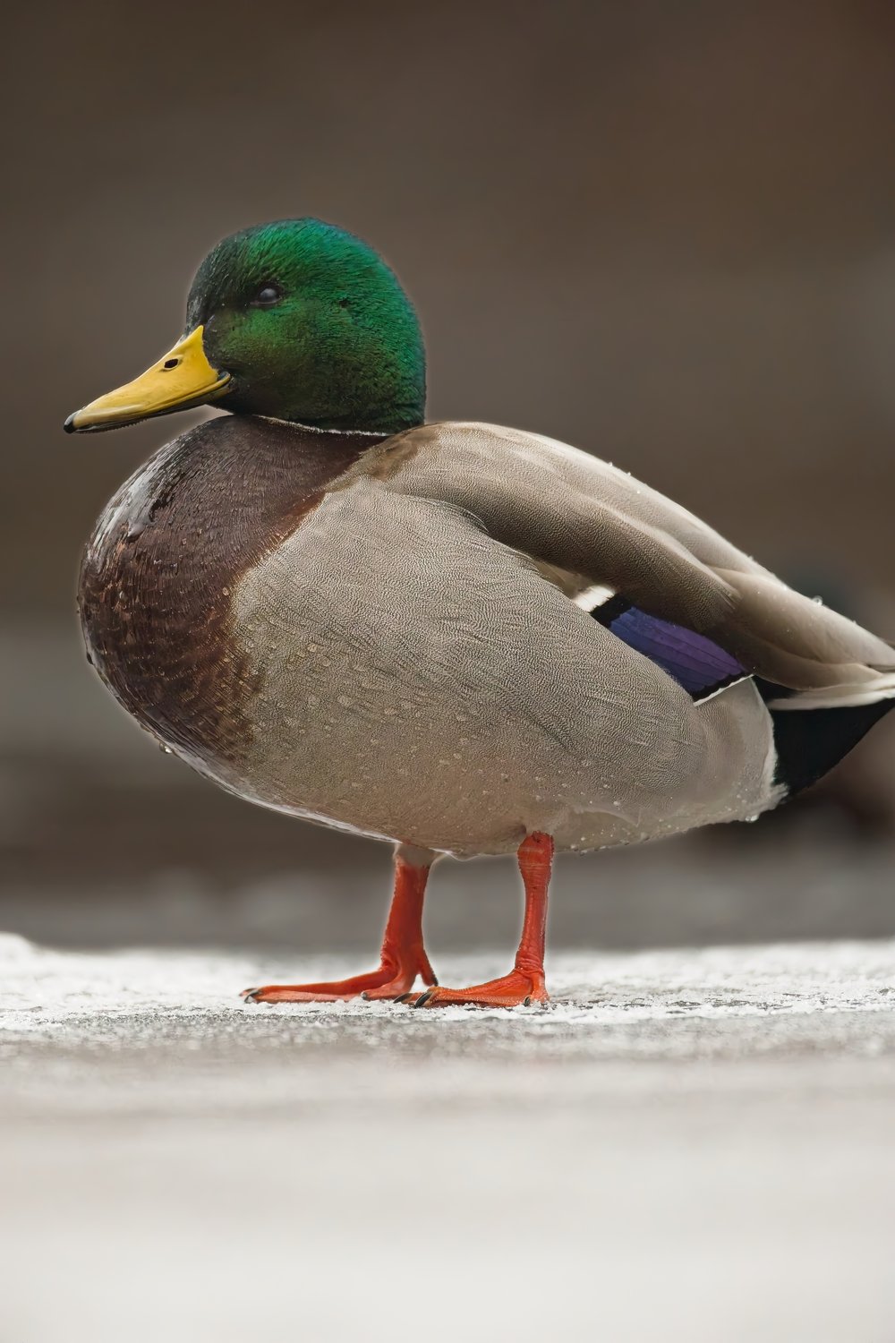 A male mallard duck standing on a surface of ice or snow. It features an iridescent green head, a yellow bill, a dark brown neck and chest, and a gray body with a distinctive purple wing speculum. The duck has bright orange-red feet and a white neck ring, posed in a three-quarter side profile against a soft, blurred brown background.